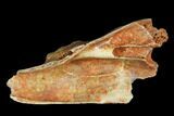 Eocene Ruminant (Lophiomeryx) Jaw Section - Quercy, France #181284-1